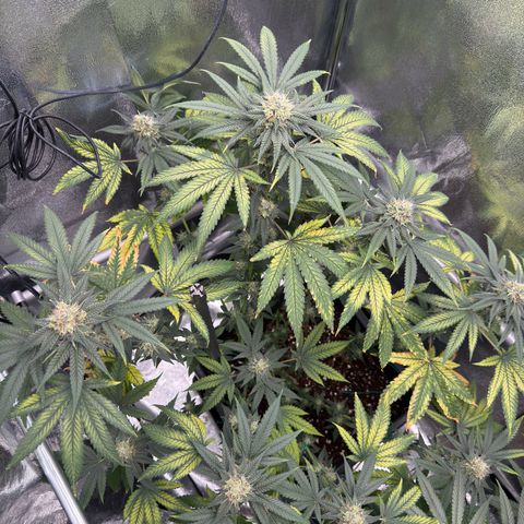AK47 growlog timeline photo
