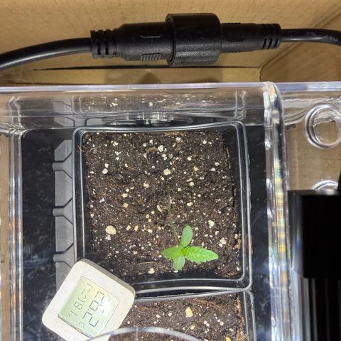 Tropicanna Banana growlog timeline photo