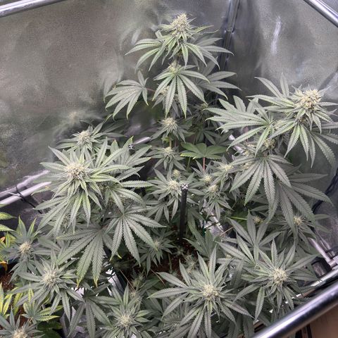 Glookie growlog timeline photo