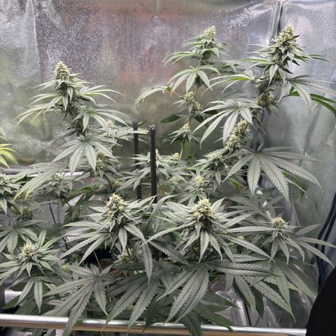 Glookie growlog timeline photo