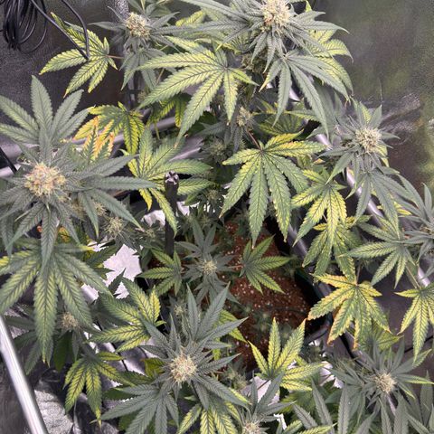 AK47 growlog timeline photo