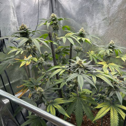AK47 growlog timeline photo