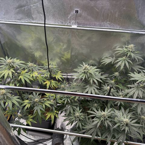 AK47 growlog timeline photo