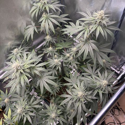 Glookie growlog timeline photo