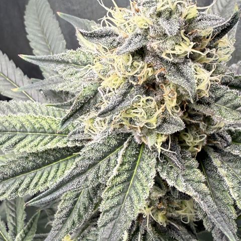 Glookie growlog timeline photo
