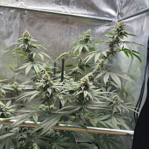 Glookie growlog timeline photo