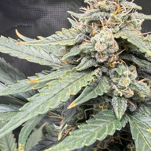 Cocho Auto growlog timeline photo