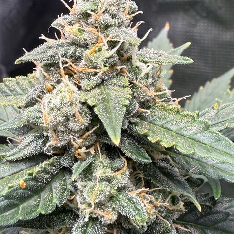 Cocho Auto growlog timeline photo