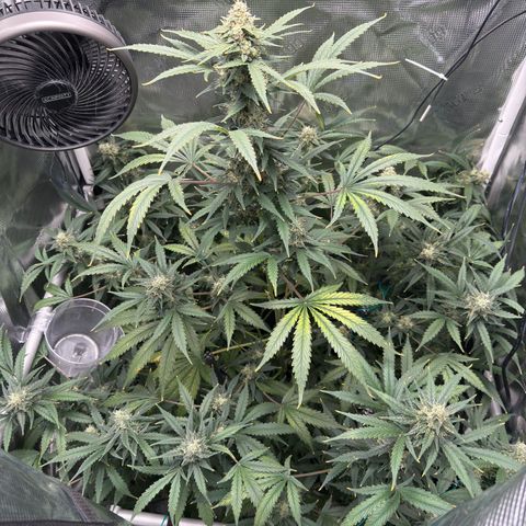 Cocho Auto growlog timeline photo