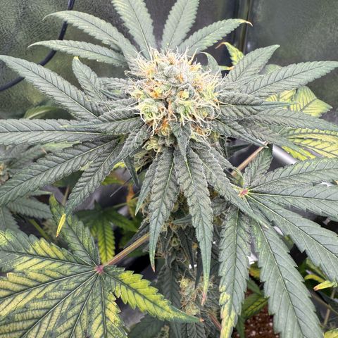 AK47 growlog timeline photo
