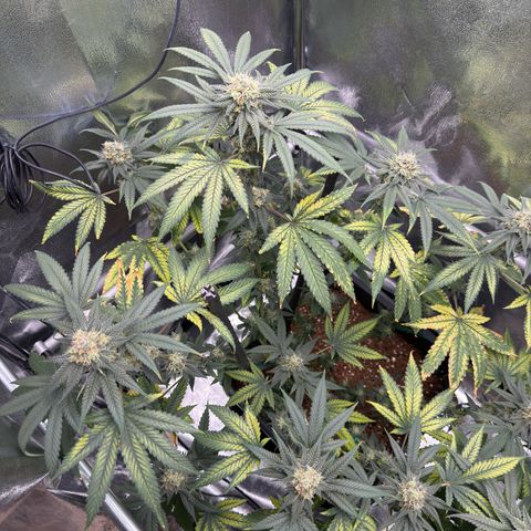 AK47 growlog timeline photo