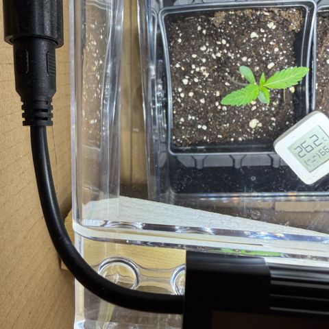 Tropicanna Banana growlog timeline photo