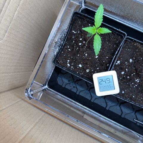 Tropicanna Banana growlog timeline photo