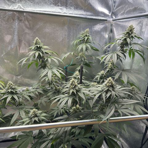 Glookie growlog timeline photo