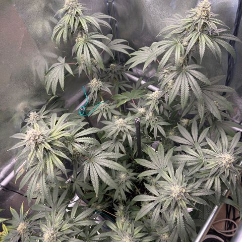 Glookie growlog timeline photo