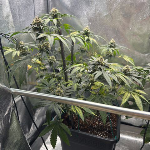 AK47 growlog timeline photo