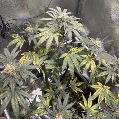 AK47 growlog timeline photo