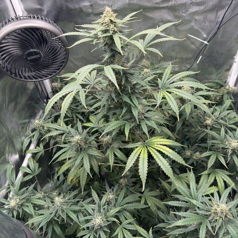 Cocho Auto growlog timeline photo