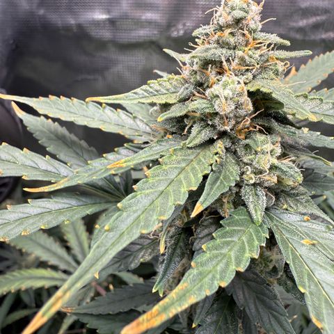 Cocho Auto growlog timeline photo