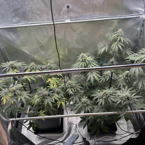 AK47 growlog timeline photo