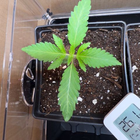 Tropicanna Banana growlog timeline photo