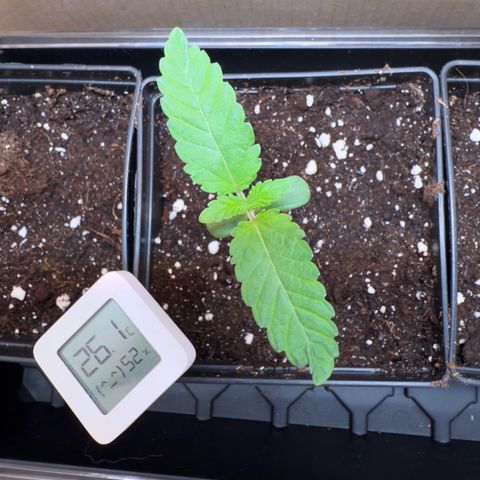AK 47 growlog timeline photo