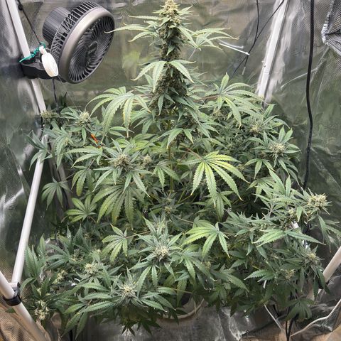 Cocho Auto growlog timeline photo