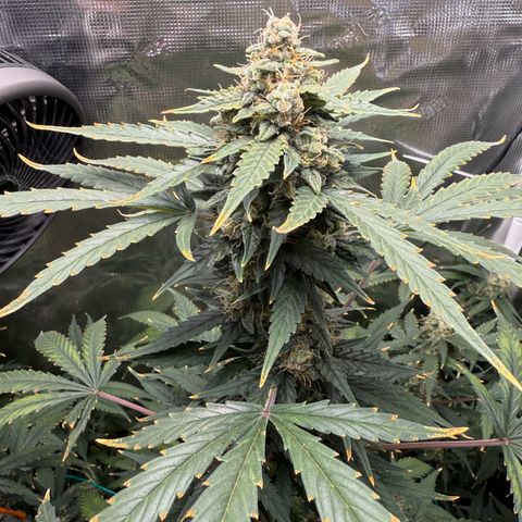 Cocho Auto growlog timeline photo