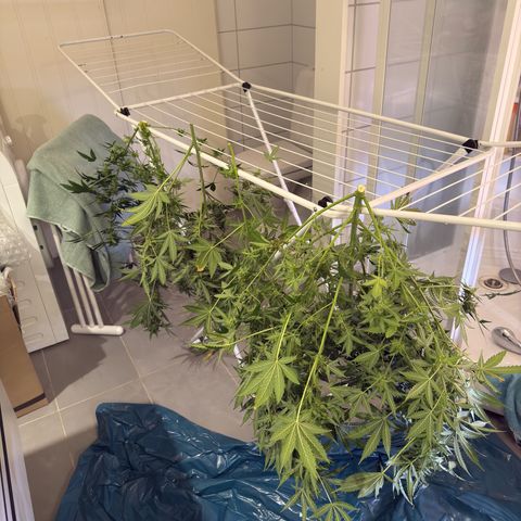 Cocho Auto growlog timeline photo