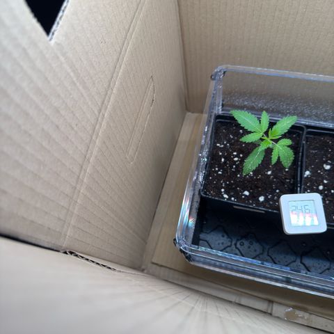 Tropicanna Banana growlog timeline photo