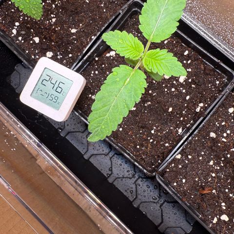 AK 47 growlog timeline photo