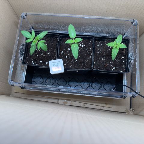 AK 47 growlog timeline photo