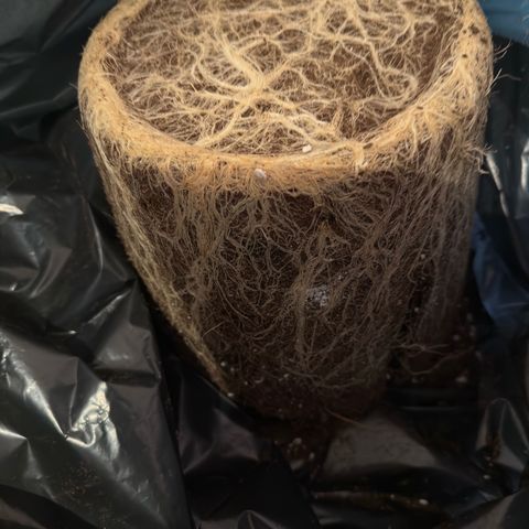 Cocho Auto growlog photo: Nice rooting😊👍