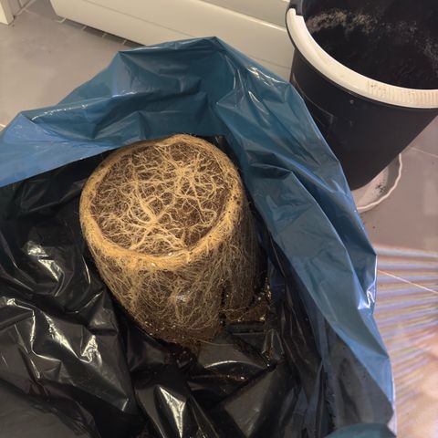 Cocho Auto growlog photo: Nice rooting😊👍