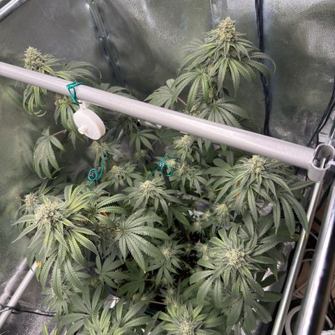 Glookie growlog timeline photo