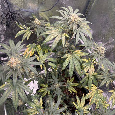 AK47 growlog timeline photo
