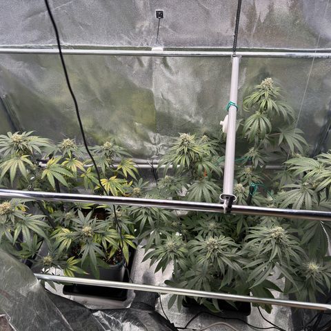 AK47 growlog timeline photo