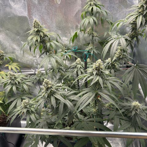 Glookie growlog timeline photo