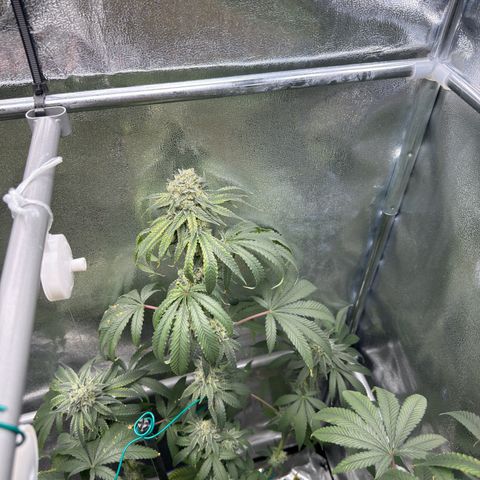 Glookie growlog timeline photo