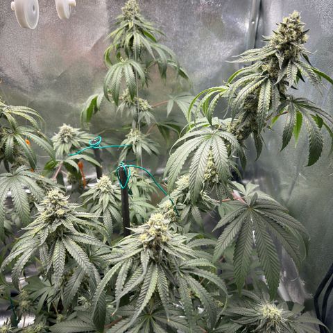 Glookie growlog timeline photo