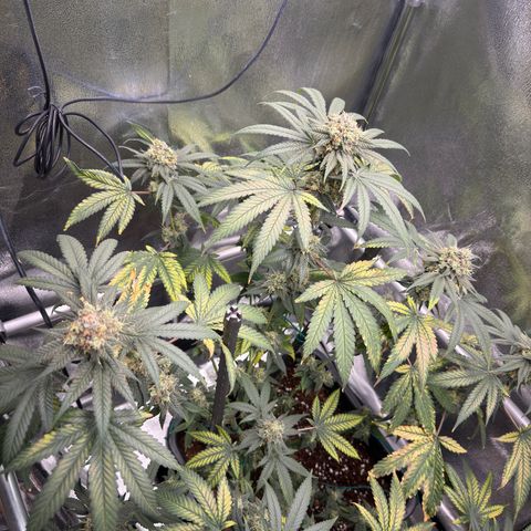 AK47 growlog timeline photo