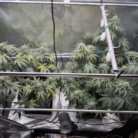 AK47 growlog timeline photo