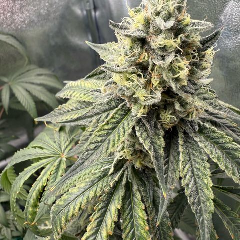 Glookie growlog timeline photo