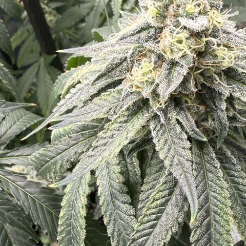 Glookie growlog timeline photo