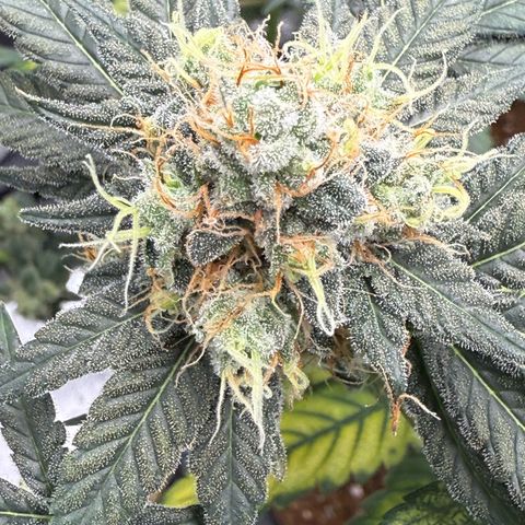 AK47 growlog timeline photo