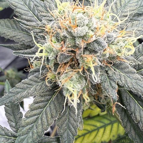 AK47 growlog timeline photo