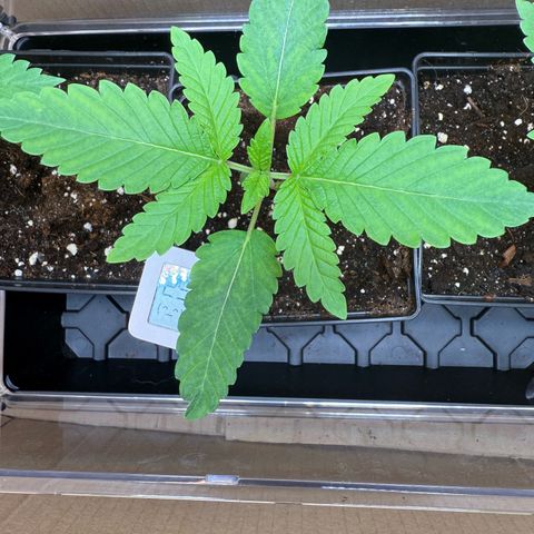 AK 47 growlog timeline photo