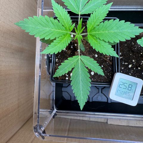 Tropicanna Banana growlog timeline photo