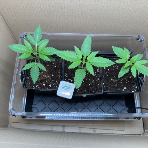 AK 47 growlog timeline photo