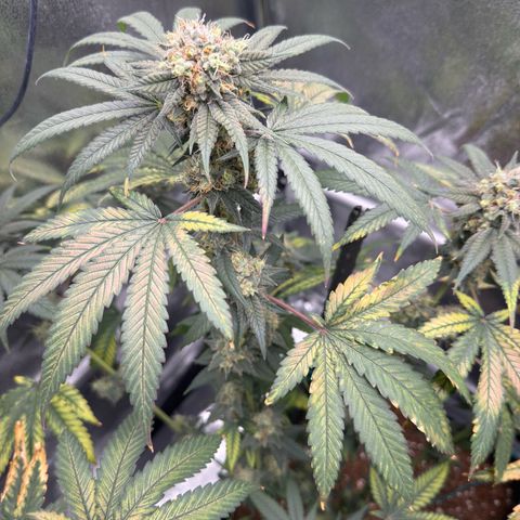AK47 growlog timeline photo